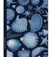 Notatnik 128x165/64K kratka muszle FRESH