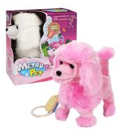 Pies pudel chodzący na smyczy MIX